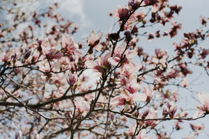 What is Metaphysical Herbalism?