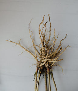 Roots