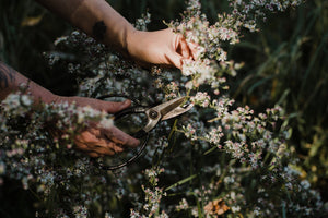 Hand reaching and harvesting new england aster flowers