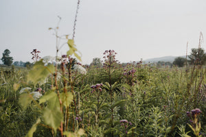 wild herbs growing in an open field at sunrise