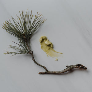 Pine + Cedar ~ Tallowed Body Butter