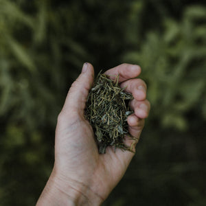 White Pine -  Herbal Tea